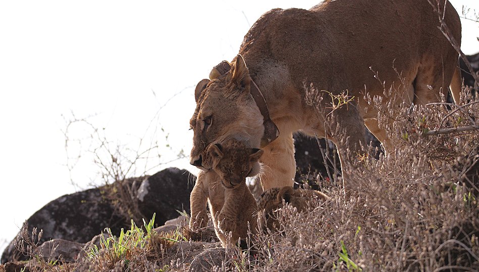 Löwenbabys im Lumo Conservancy