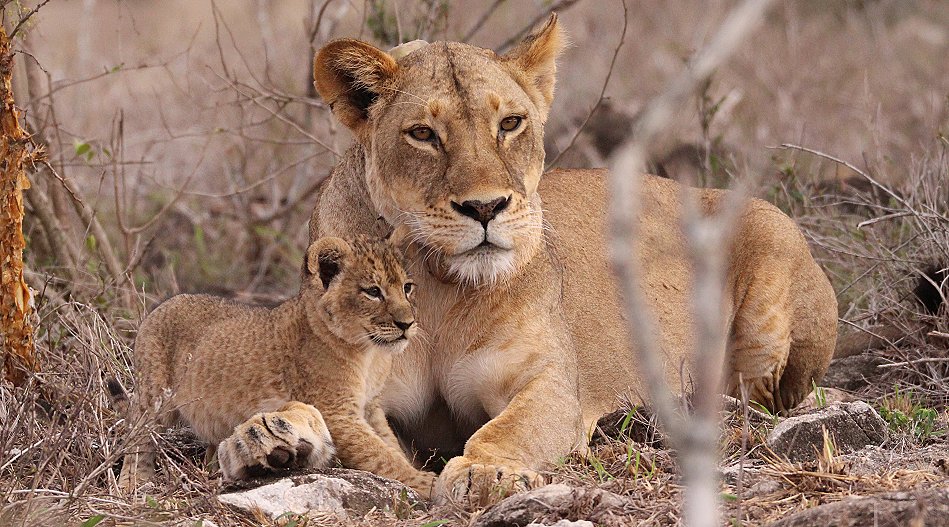 Löwenmutter mit drei Babys im Lumo Conservancy