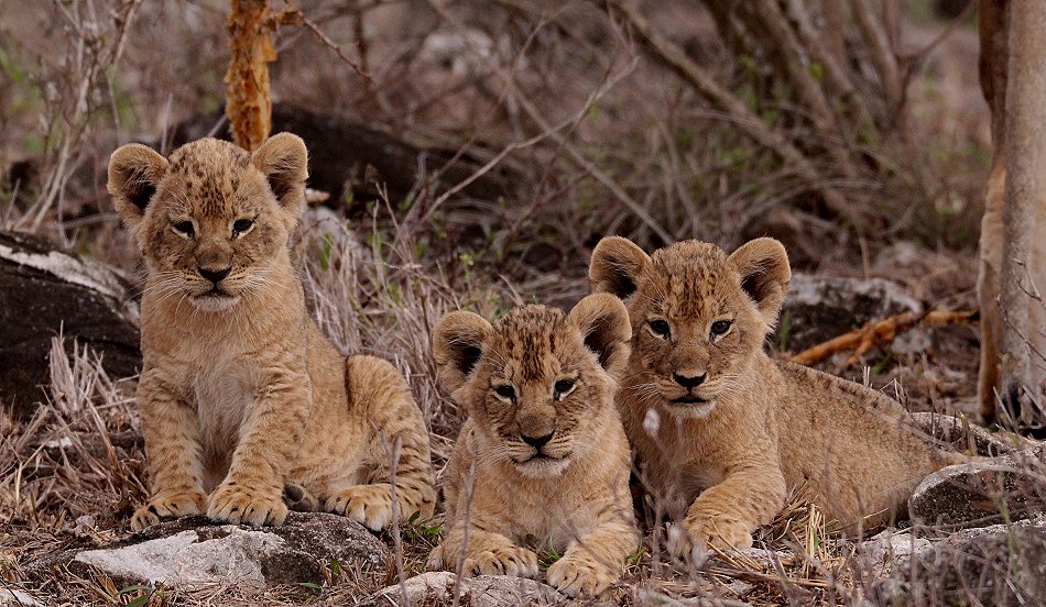 Löwenmutter mit drei Babys im Lumo Conservancy