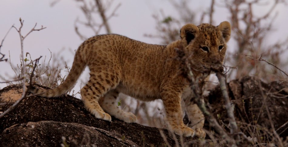Löwenmutter mit drei Babys im Lumo Conservancy