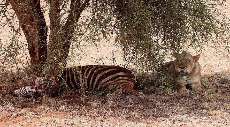 verspielte Löwenbabys im Lumo Conservancy