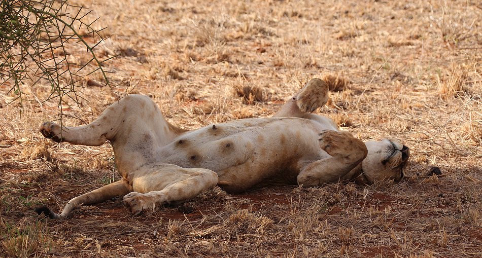 verspielte Löwenbabys im Lumo Conservancy