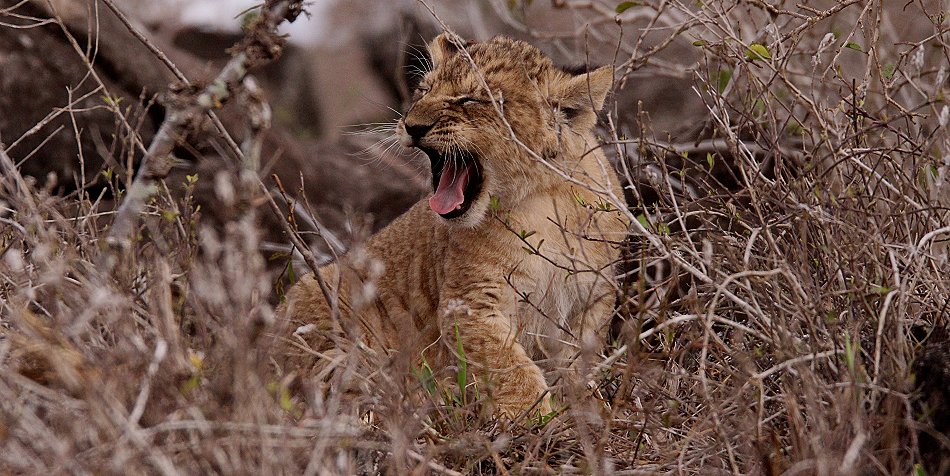 Löwenmutter mit drei Babys im Lumo Conservancy