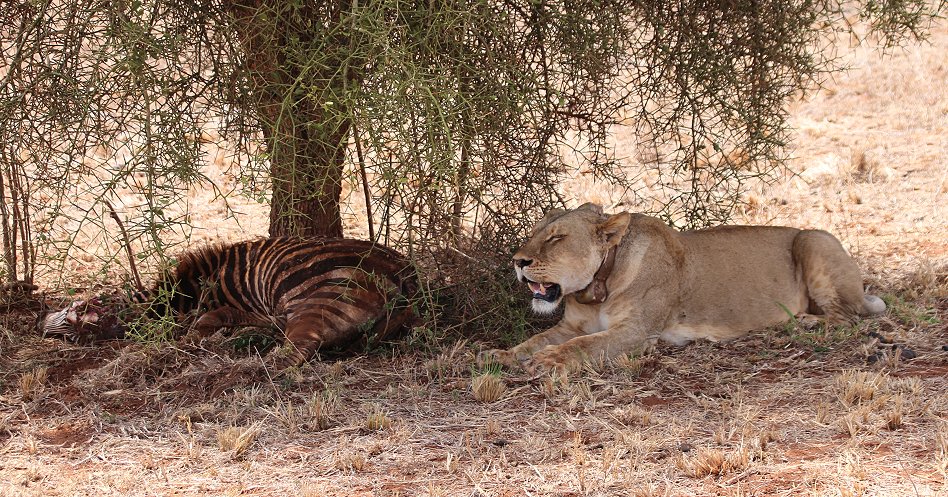 verspielte Löwenbabys im Lumo Conservancy
