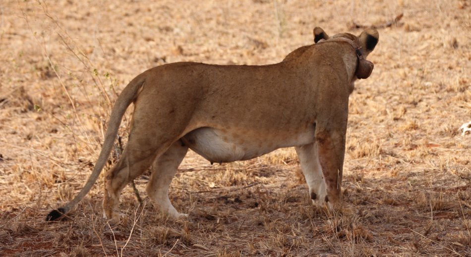 verspielte Löwenbabys im Lumo Conservancy