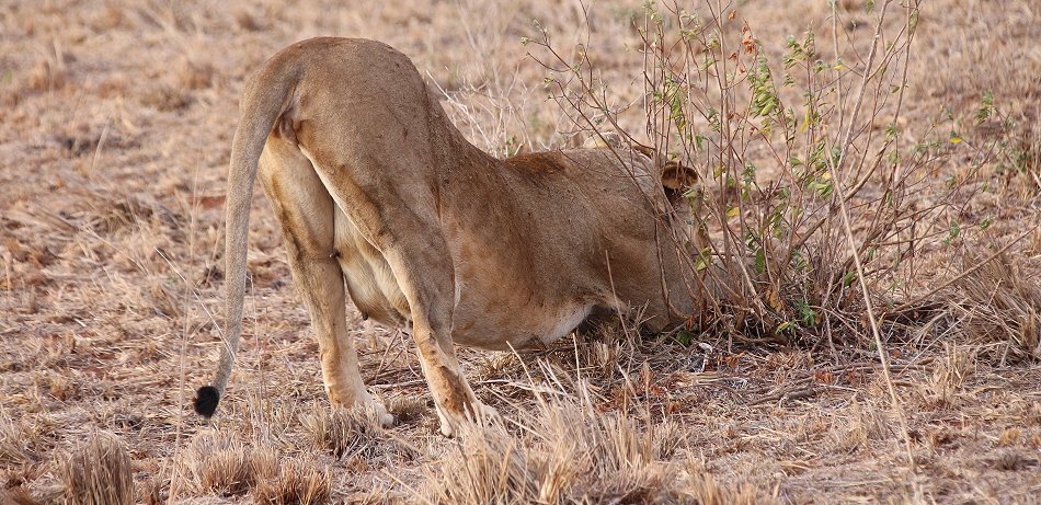 verspielte Löwenbabys im Lumo Conservancy