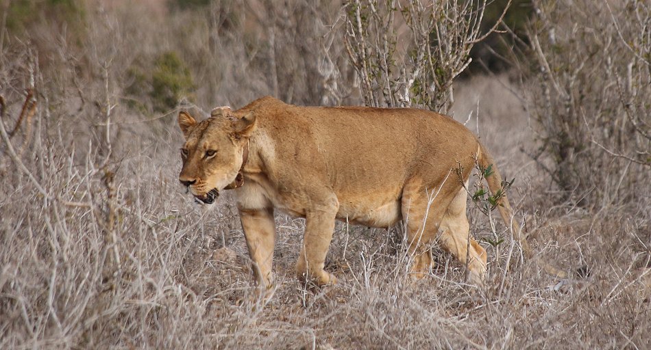 verspielte Löwenbabys im Lumo Conservancy