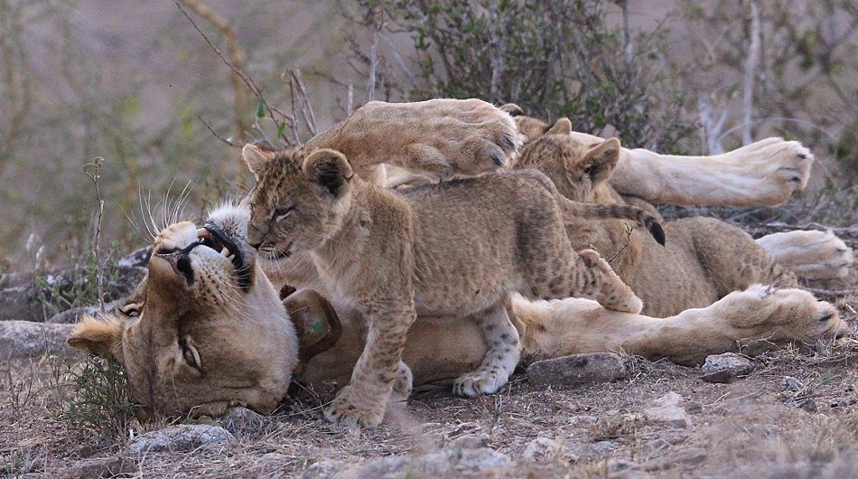 verspielte Löwenbabys im Lumo Conservancy
