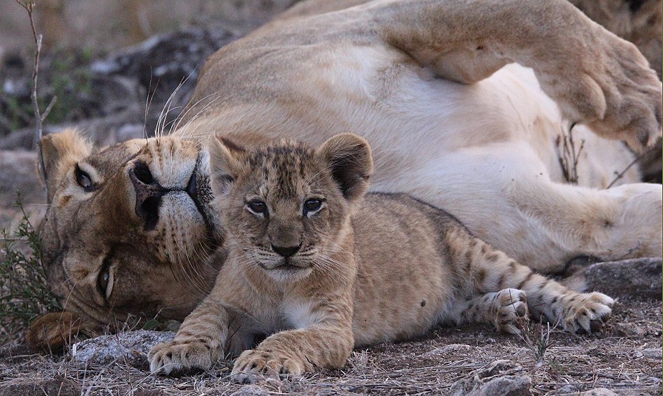 verspielte Löwenbabys im Lumo Conservancy