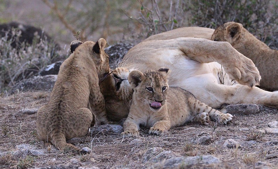 verspielte Löwenbabys im Lumo Conservancy