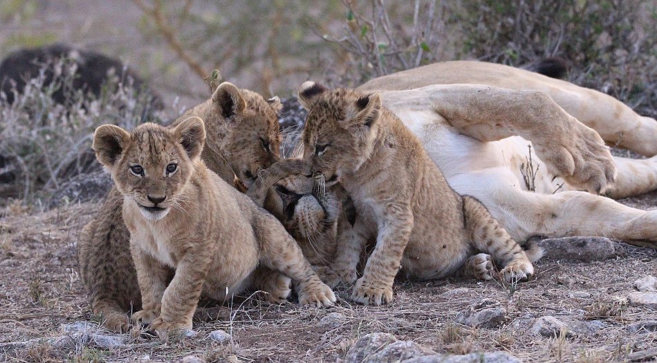 verspielte Löwenbabys im Lumo Conservancy
