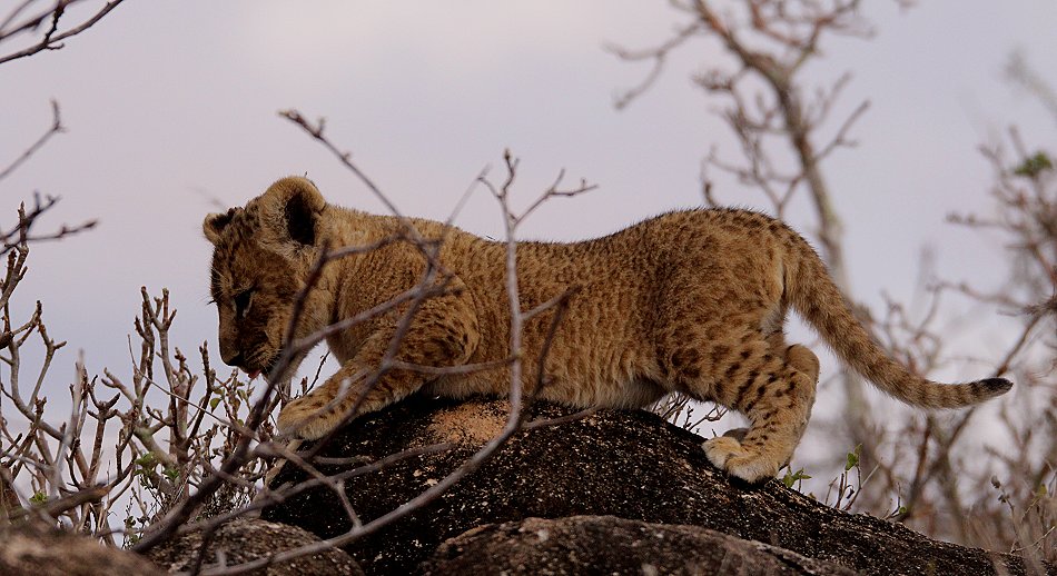 Löwenmutter mit drei Babys im Lumo Conservancy