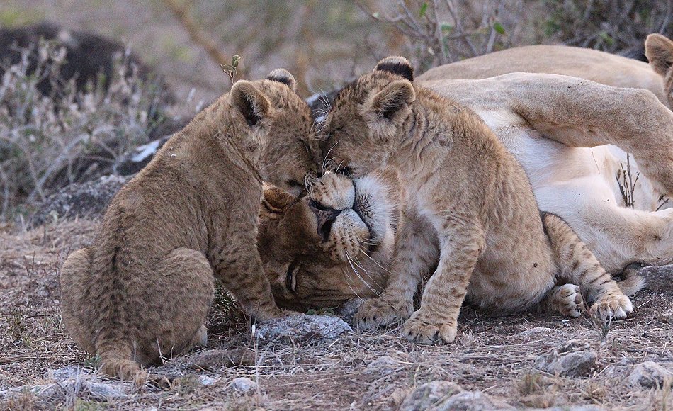 verspielte Löwenbabys im Lumo Conservancy