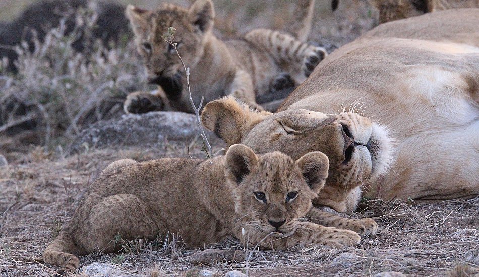 verspielte Löwenbabys im Lumo Conservancy