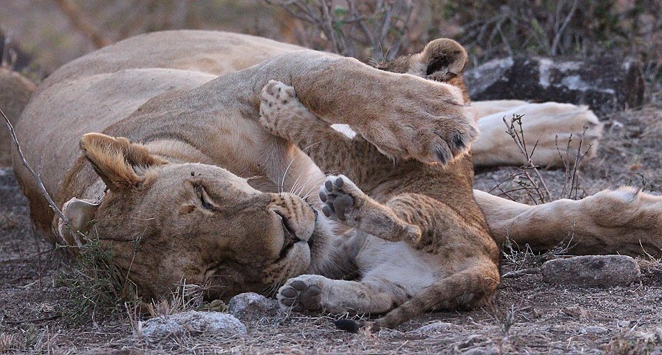 verspielte Löwenbabys im Lumo Conservancy