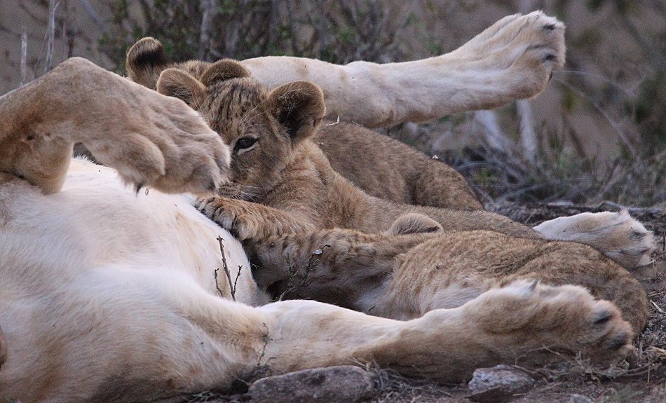 verspielte Löwenbabys im Lumo Conservancy