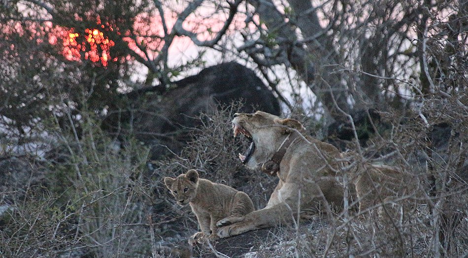 Löwin im Sonnenuntergang, Lumo Conservancy