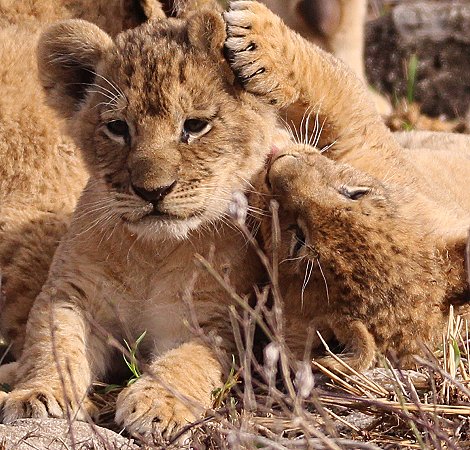 Löwenmutter mit drei Babys im Lumo Conservancy