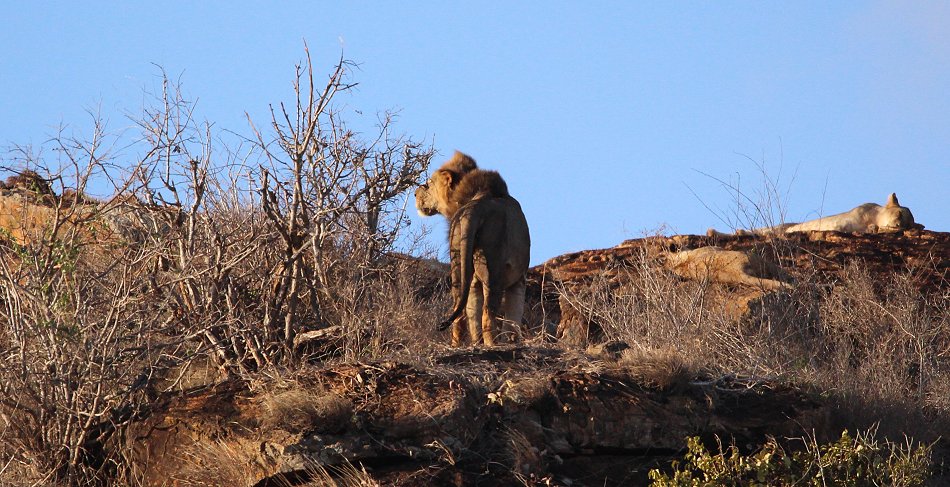 Löwen auf dem Lion Rock Hill Lumo