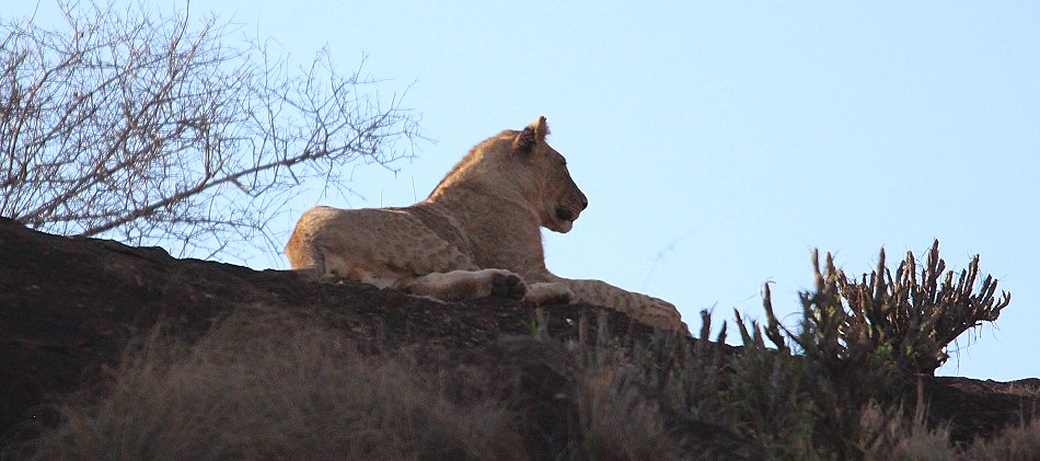 Löwen auf dem Lion Rock Hill