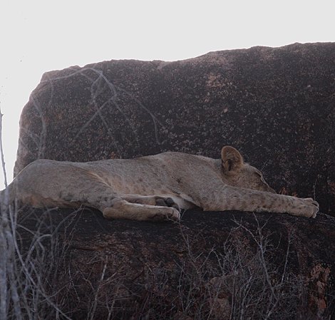 Löwen auf dem Lion Rock Hill