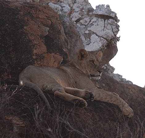 Löwen auf dem Lion Rock Hill