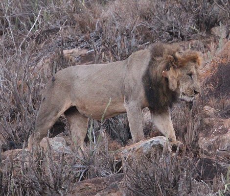 Löwenmännchen am Lion Rock, Lumo Conservancy