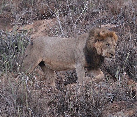 Löwenmännchen am Lion Rock, Lumo Conservancy