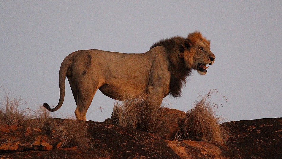 Löwenmännchen am Lion Rock, Lumo Conservancy
