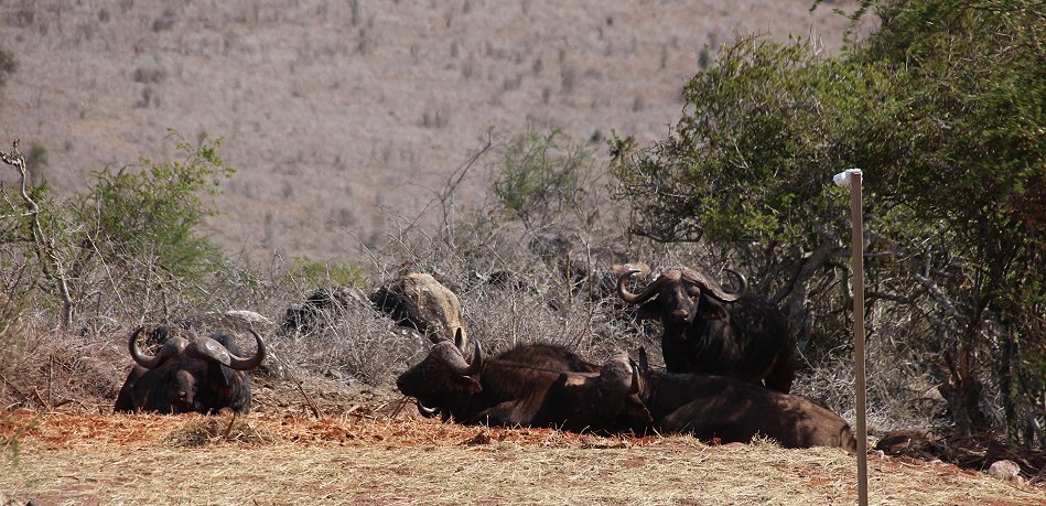 Leoopards Lair Cottage - Lumo Conservancy