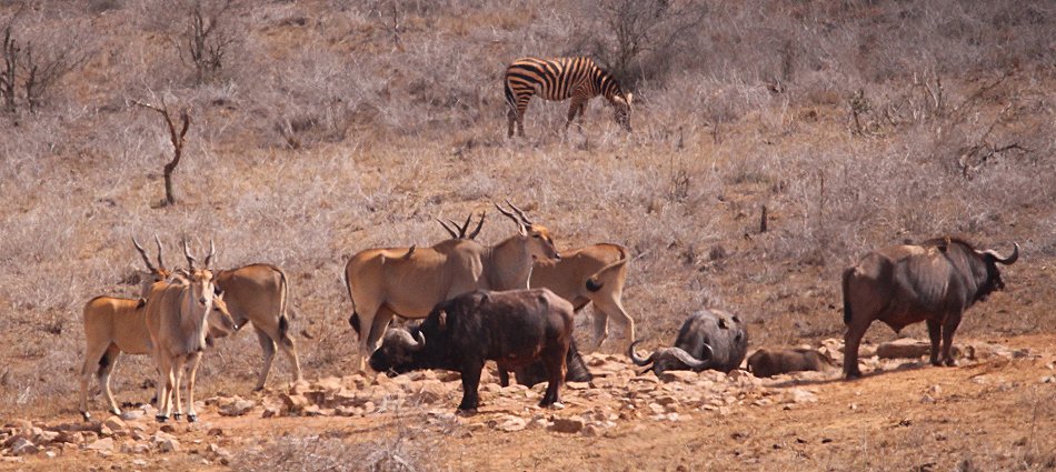 Lumo Conservancy