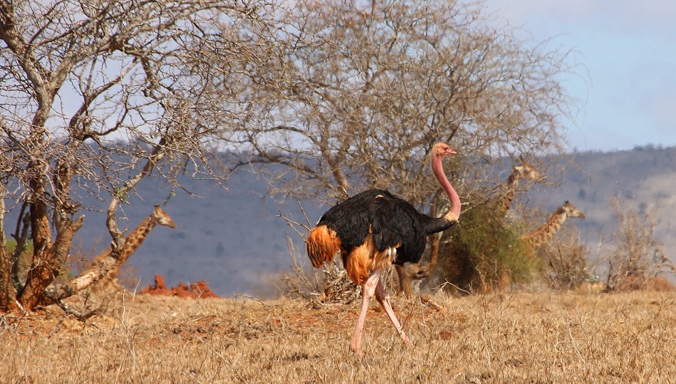 auf Pirschfahrt im Lumo Conservancy