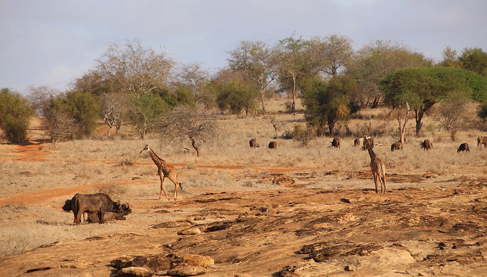 Lumo Conservancy