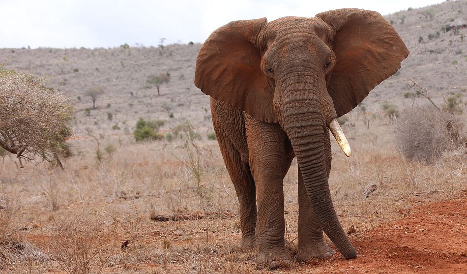 Elefantenbulle im Lumo Conservancy