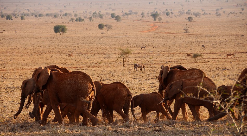 Elefantenherde im Lumo Conservancy