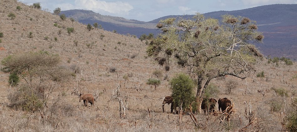 Elefantenkuh mit Kalb im Lumo Conservancy