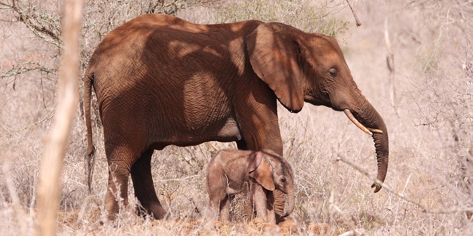 Elefantenkuh mit Kalb im Lumo Conservancy