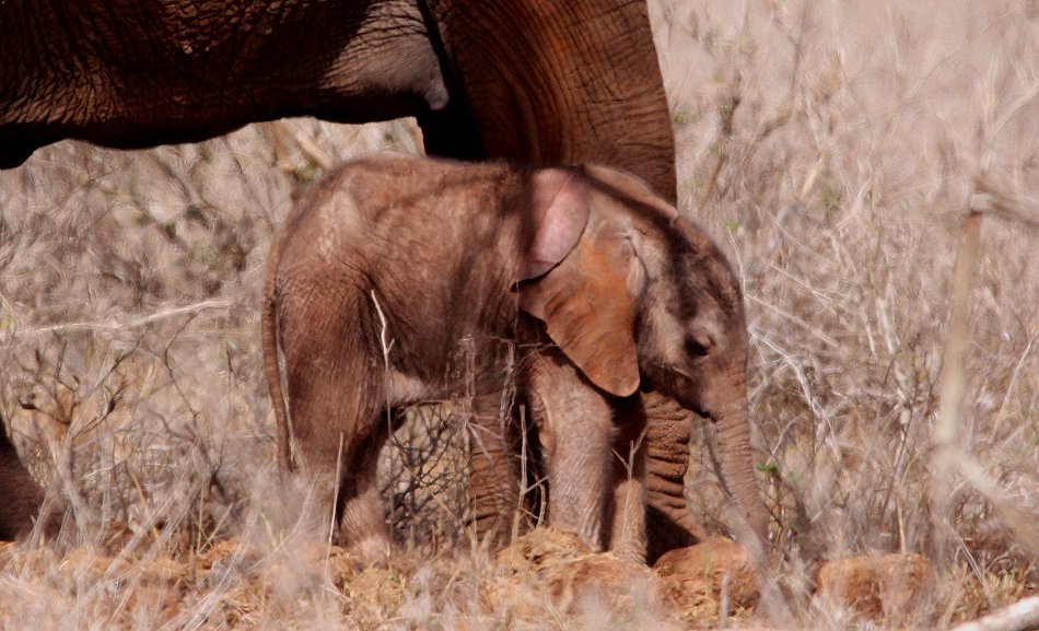 Elefantenkuh mit Kalb im Lumo Conservancy