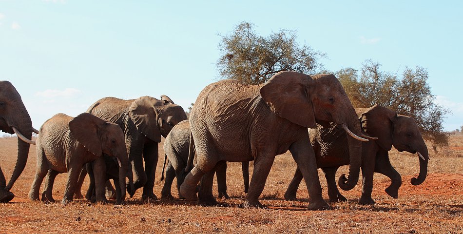 Elefant