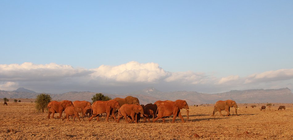 Elefantenherde im Lumo Conservancy