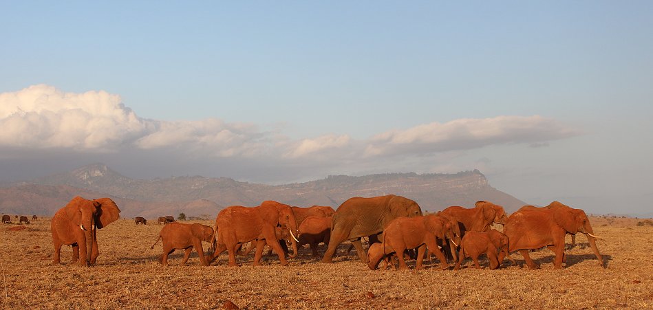 Elefantenherde im Lumo Conservancy