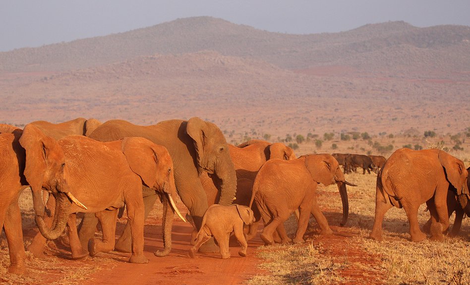 Elefantenherde im Lumo Conservancy