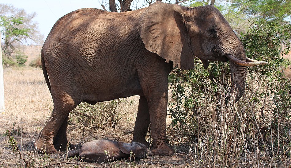Elefantenkuh mit Neugeborenem im Lumo Conservancy