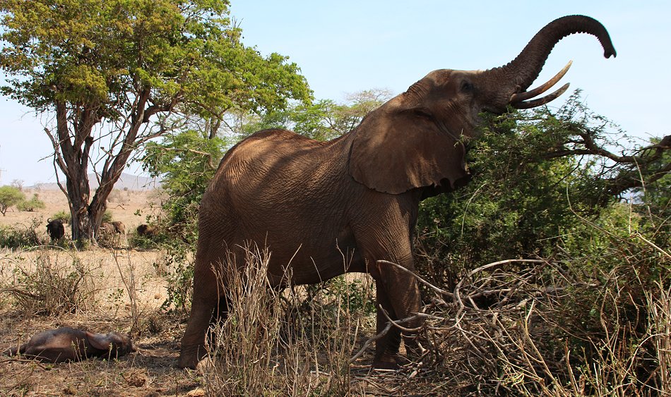 Elefantenkuh mit Neugeborenem im Lumo Conservancy