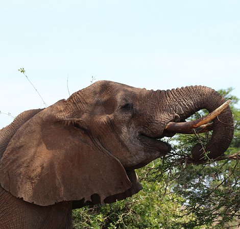 Elefantenkuh mit Neugeborenem im Lumo Conservancy