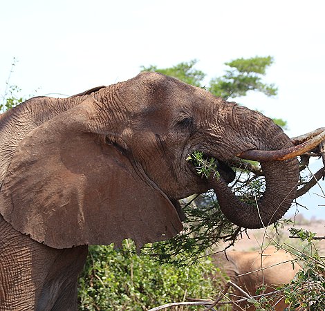 Elefantenkuh mit Neugeborenem im Lumo Conservancy