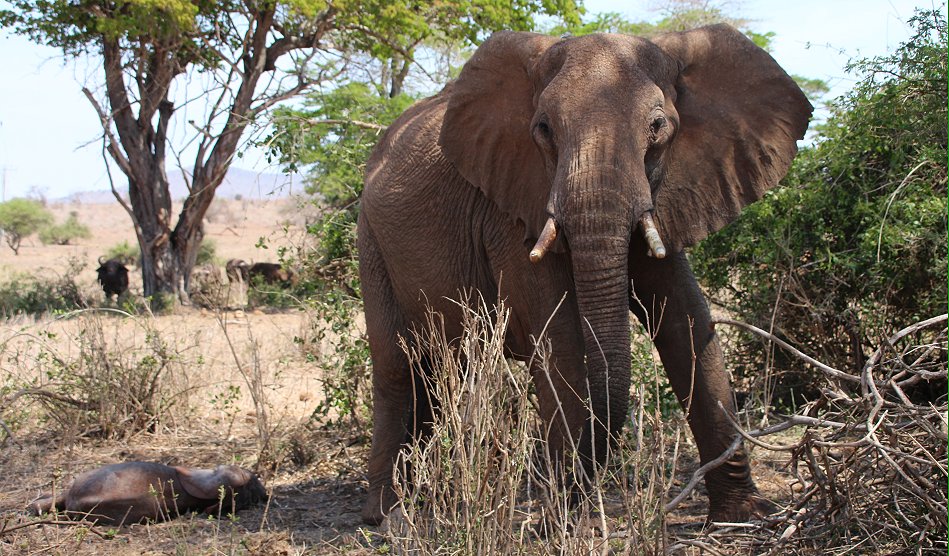 Elefantenkuh mit Neugeborenem im Lumo Conservancy