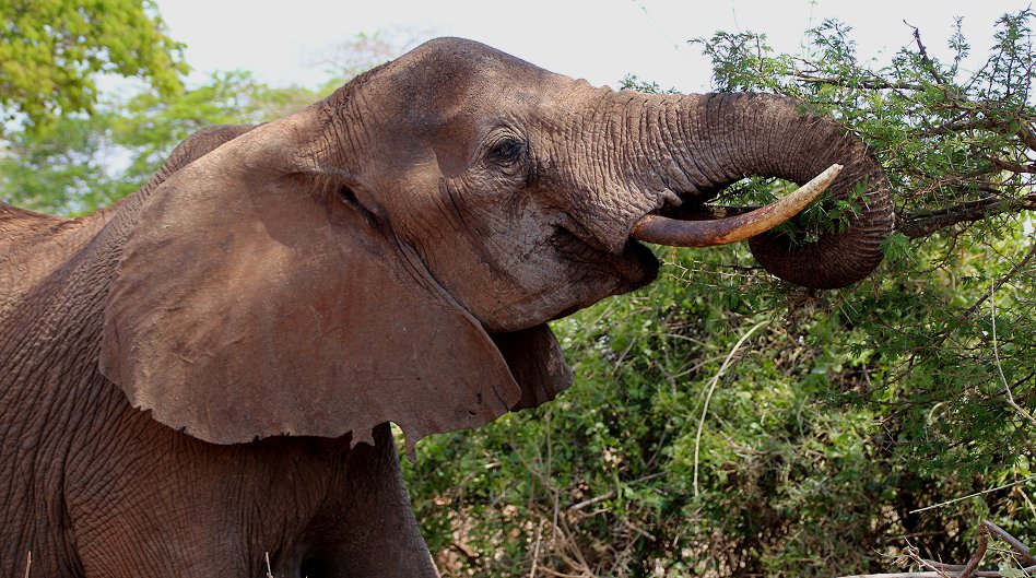 Elefantenkuh mit Neugeborenem im Lumo Conservancy