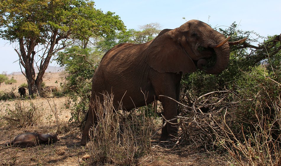 Elefantenkuh mit Neugeborenem im Lumo Conservancy