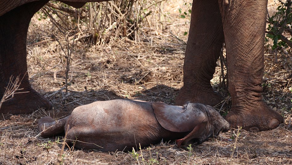 Elefantenkuh mit Neugeborenem im Lumo Conservancy